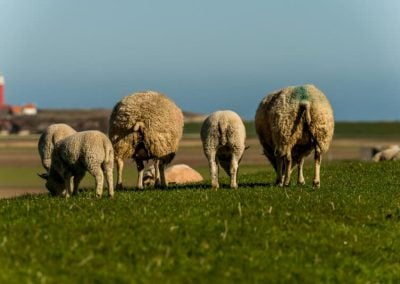 Texel 4 seizoenen een prachtige omgeving bij T Eibernest 3