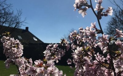 De tuin in bloei!