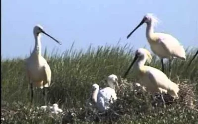 Grootste lepelaar kolonie van Nederland