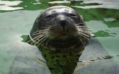 Zeehonden spotten op Texel