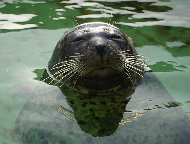 zeehonden spotten bij de Waddenzee